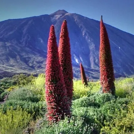 公寓 Marody House Vacacional 格拉纳迪利亚-德阿沃纳